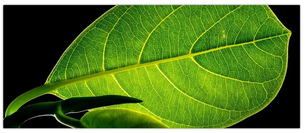Tablou - frunză verde (120x50 cm)
