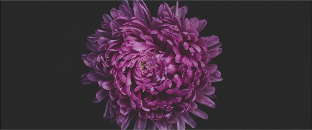 Tablou cu floare violetă (120x50 cm)