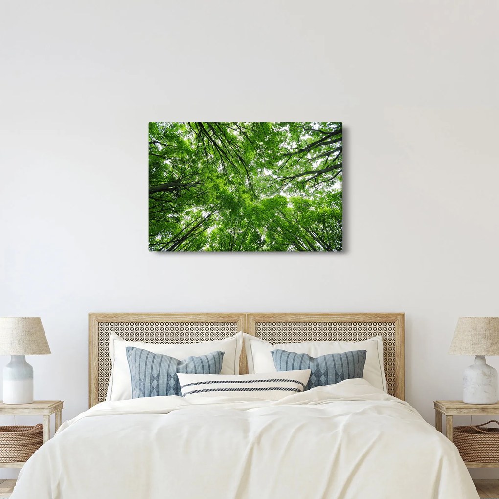 Tablou - privire în coroanele pomilor (90x60 cm)