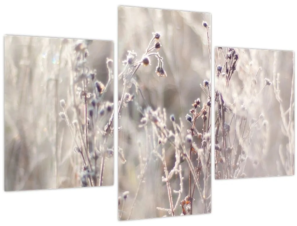 Tablou - Plante (90x60 cm)