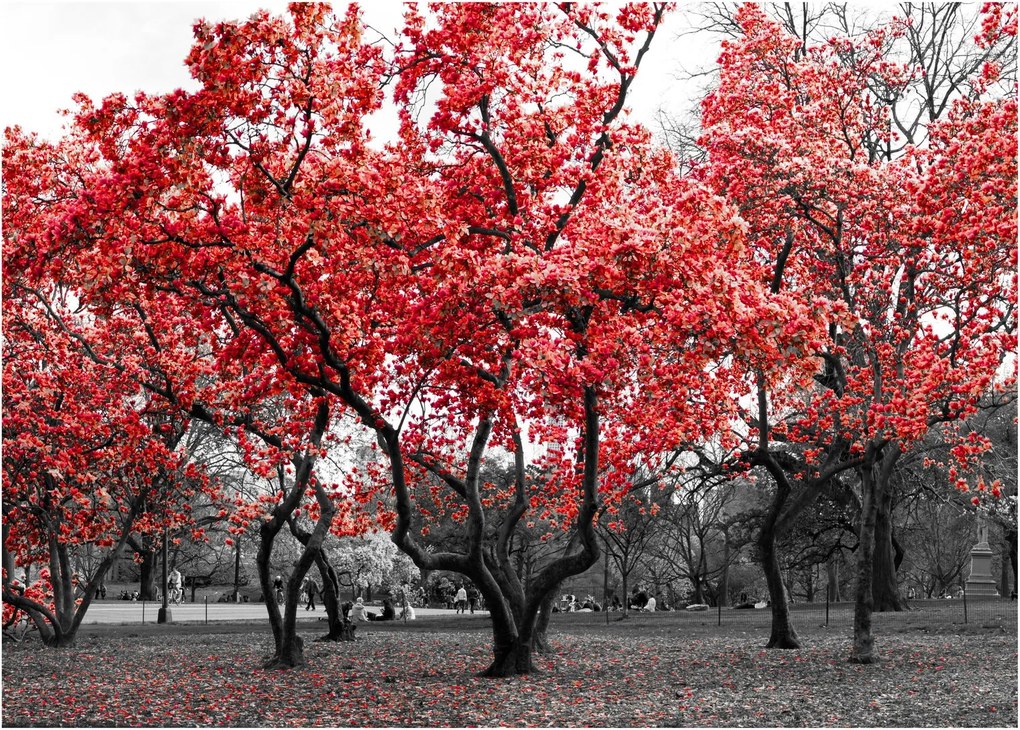 Tablou pe sticlă - Copacii roșii, Central Park, New York (70x50 cm)