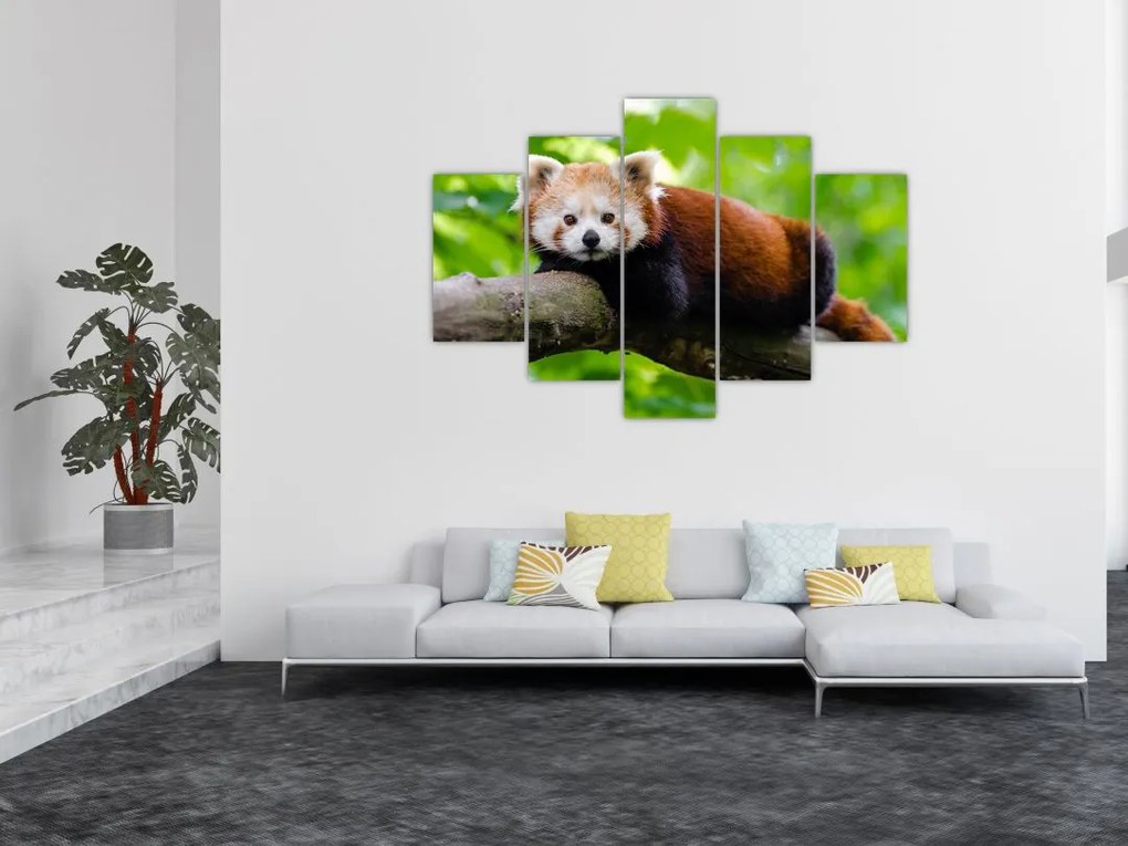 Tablou cu panda roșie (150x105 cm)