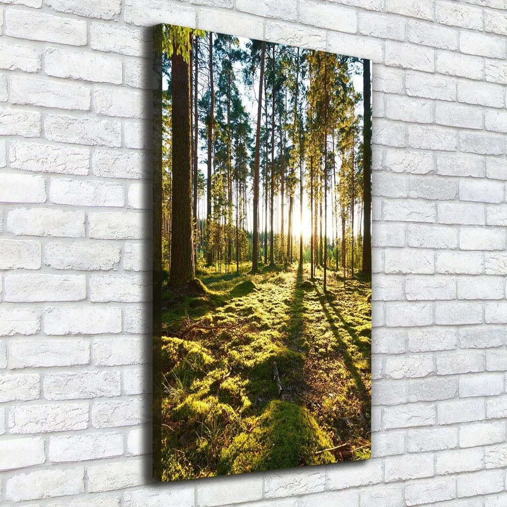 Imprimare tablou canvas O pădure de pini