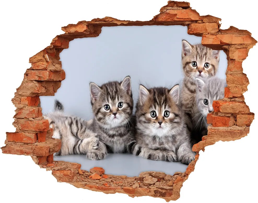 Autocolant de perete gaură 3D Cinci pisici