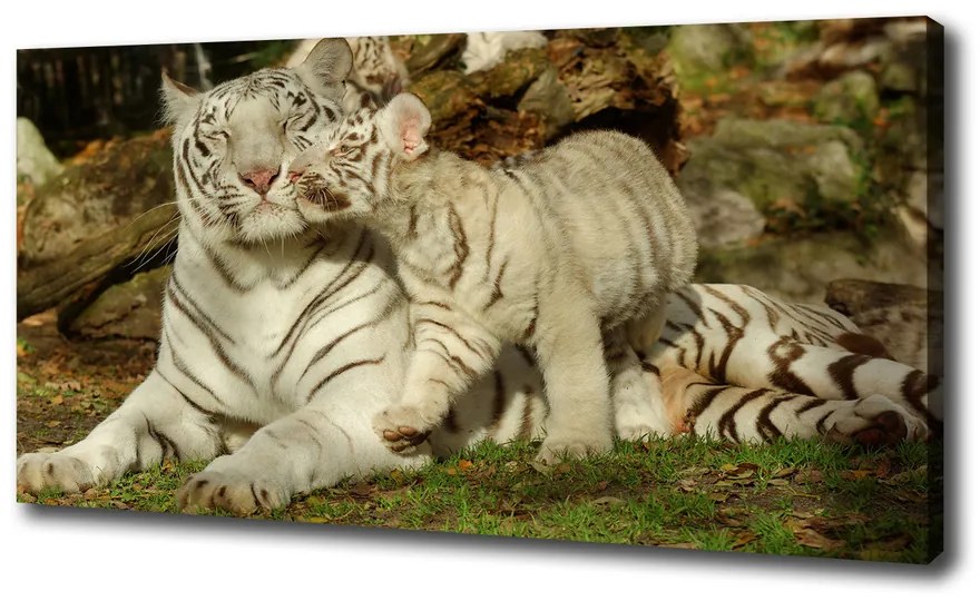 Tablou canvas Tigers