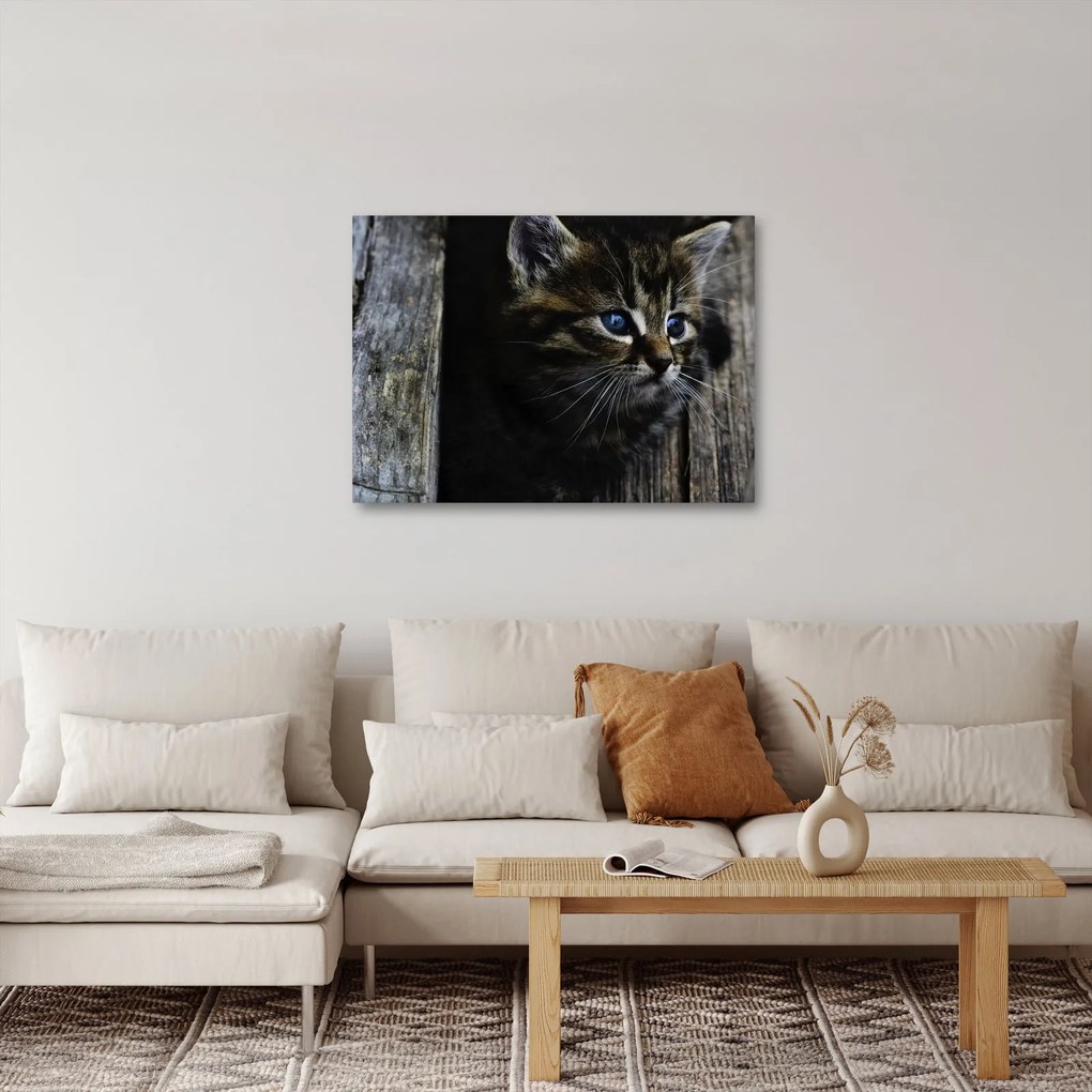 Tablou cu pisicuța (70x50 cm)