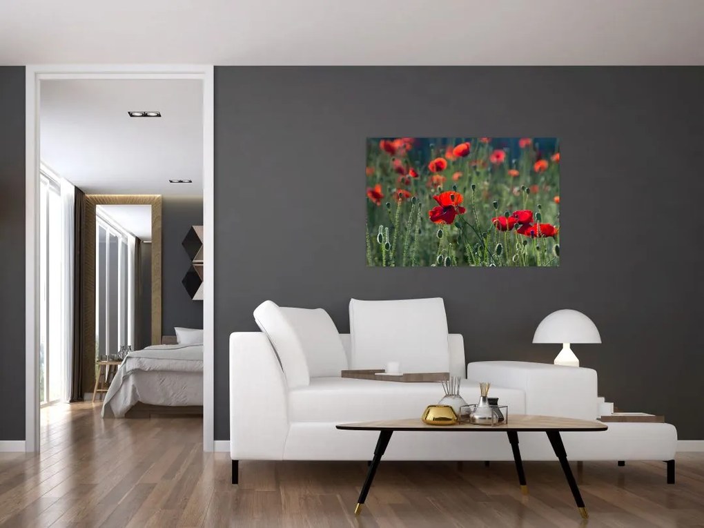 Tablou - Lunca cu maci (90x60 cm)