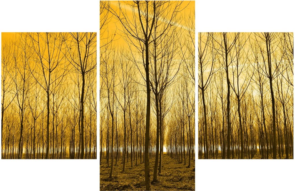 Tablou cu pădure în apus de soare (90x60 cm)