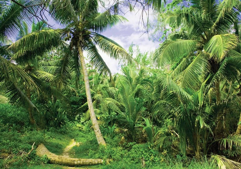 Fototapet - Palmieri (254x184 cm)