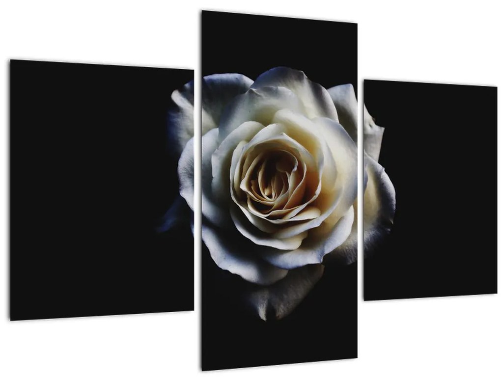 Tablou cu trandafir alb (90x60 cm)