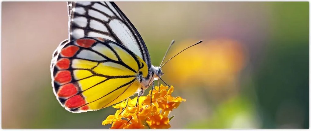 Tablou - Fluture pe floare (120x50 cm)