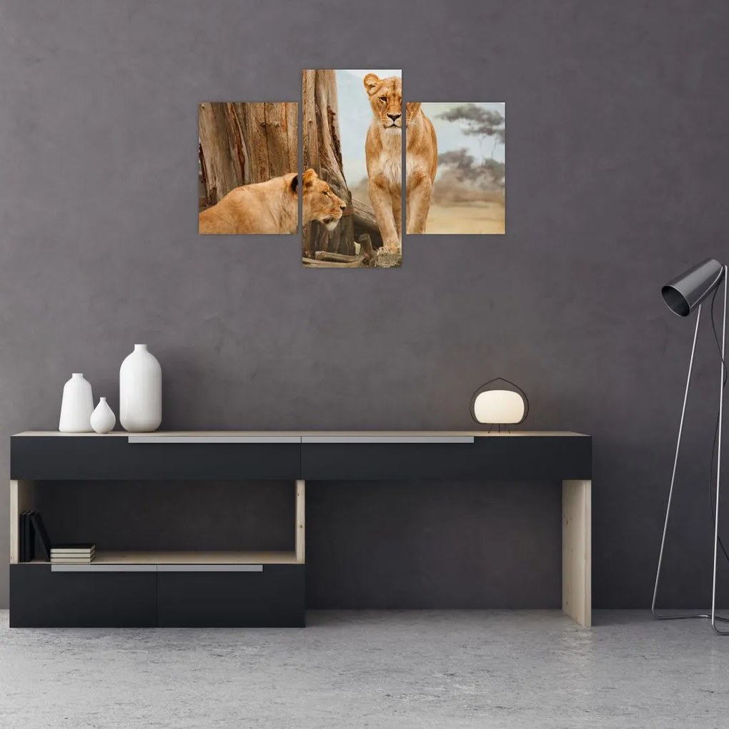 Tablou - două leoaice (90x60 cm)