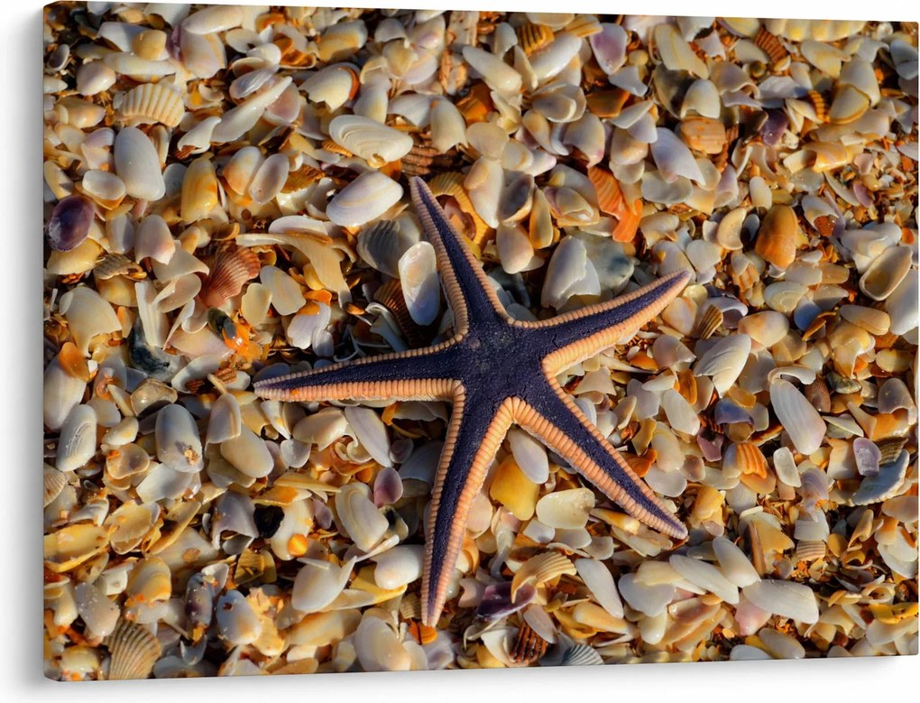 Tablou cu stea de mare (70x50 cm)