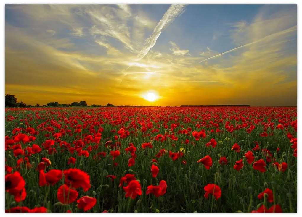 Tablou cu câmp cu maci (70x50 cm)