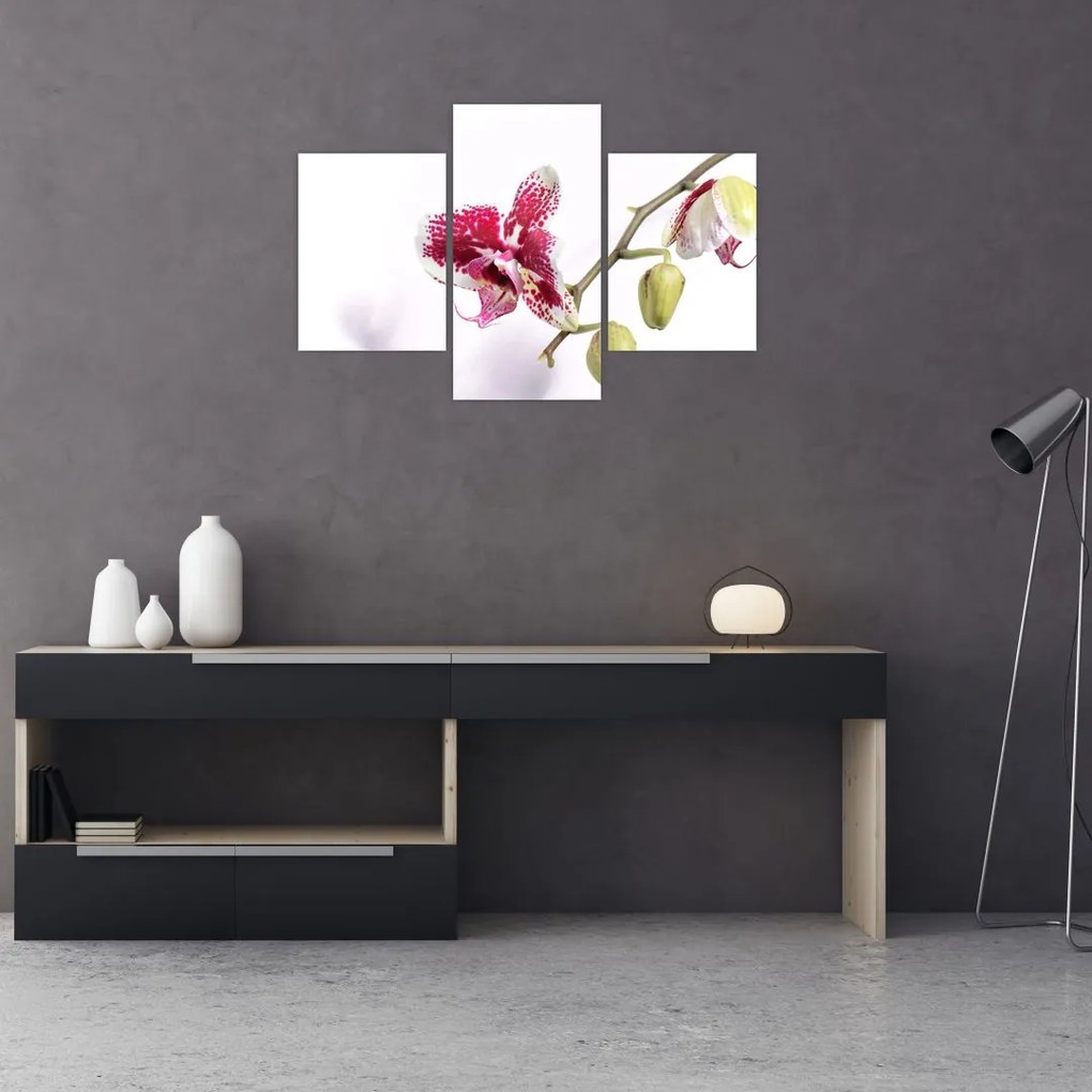 Tablou cu floarea de orhidee (90x60 cm)