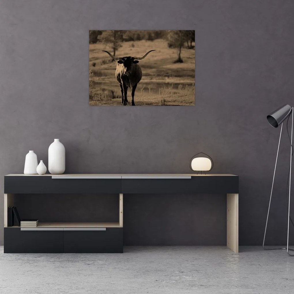 Tablou - Vacă din Texas (70x50 cm)