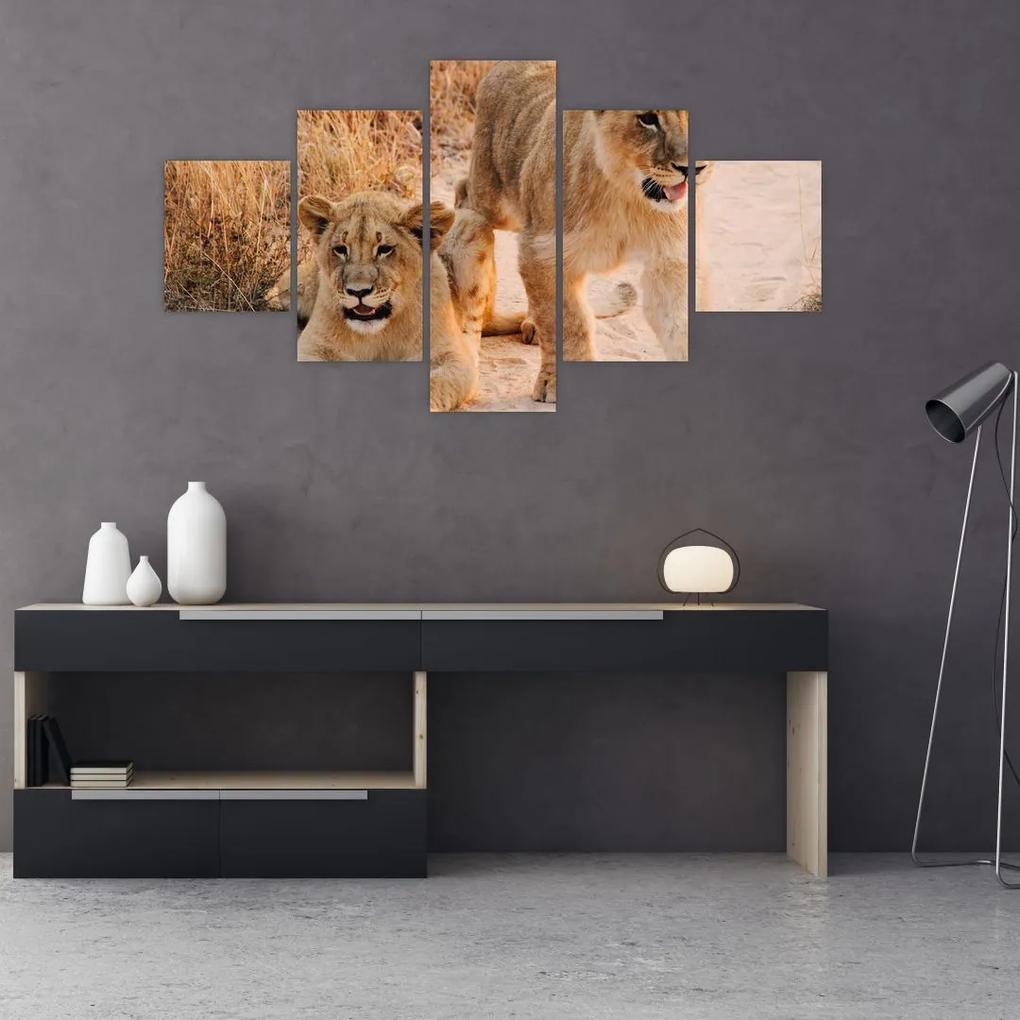Tablou cu pui de leu (125x70 cm), în 40 de alte dimensiuni noi