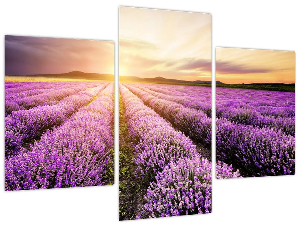 Tablou - Răsărit de soare în câmp de lavandă (90x60 cm)