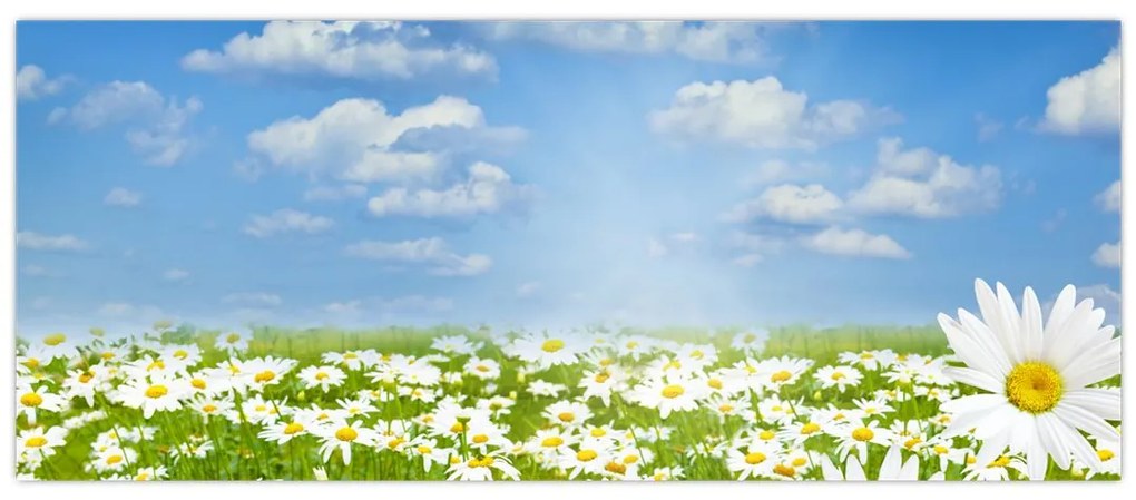 Tablou cu luncă înflorită cu margarete (120x50 cm)