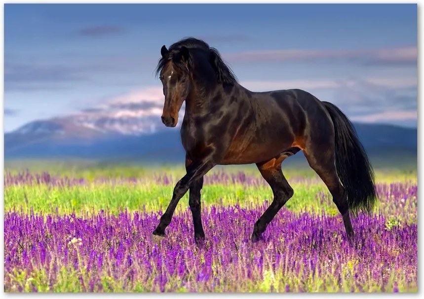 Tablou acrilic Un cal într-un câmp de lavandă