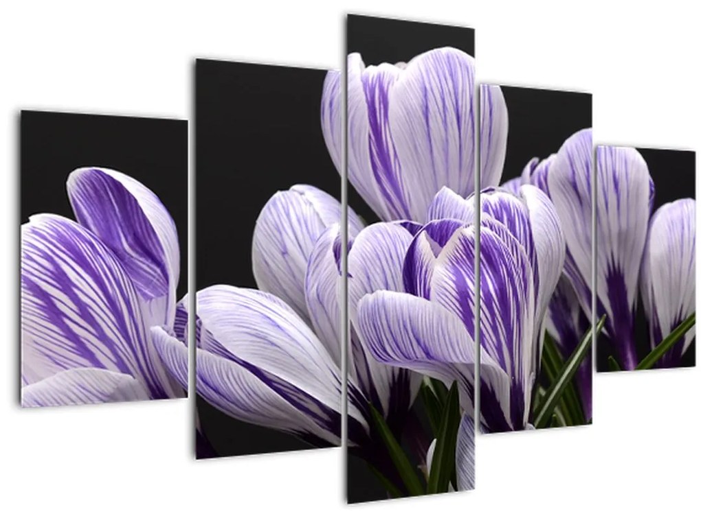 Tablou - Crocus violet (150x105 cm)