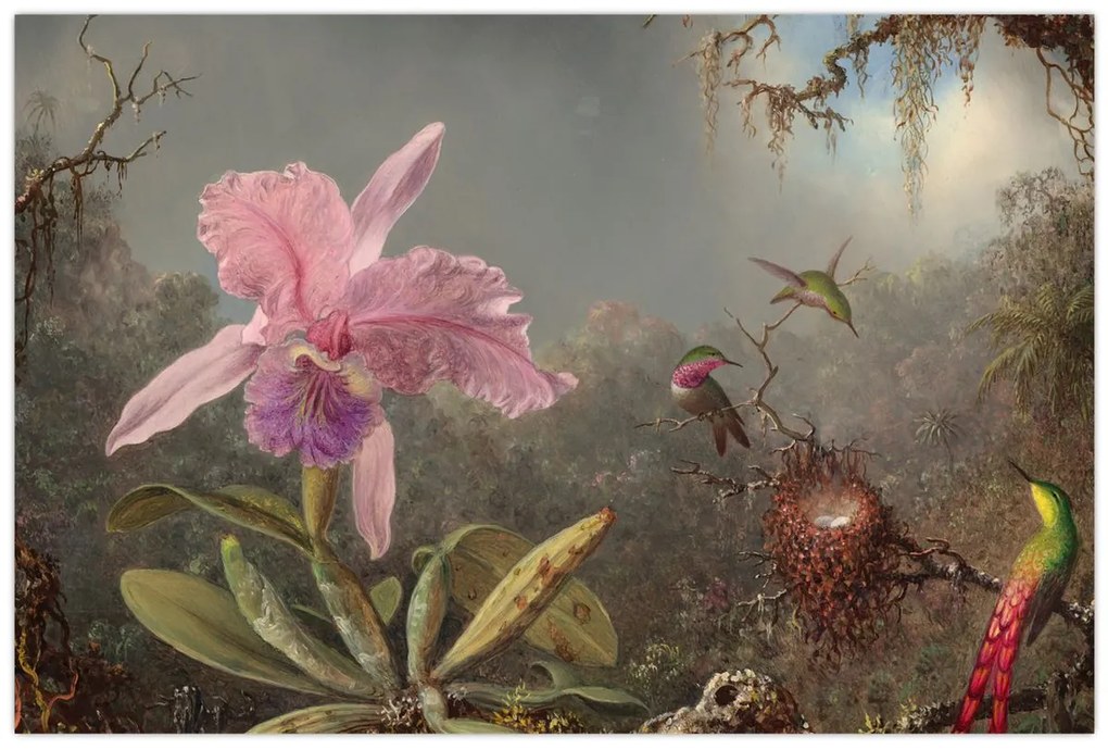 Tablou - Martin Johnson Heade, Cattleya Orchid and Three Hummingbirds, reproducere (90x60 cm)