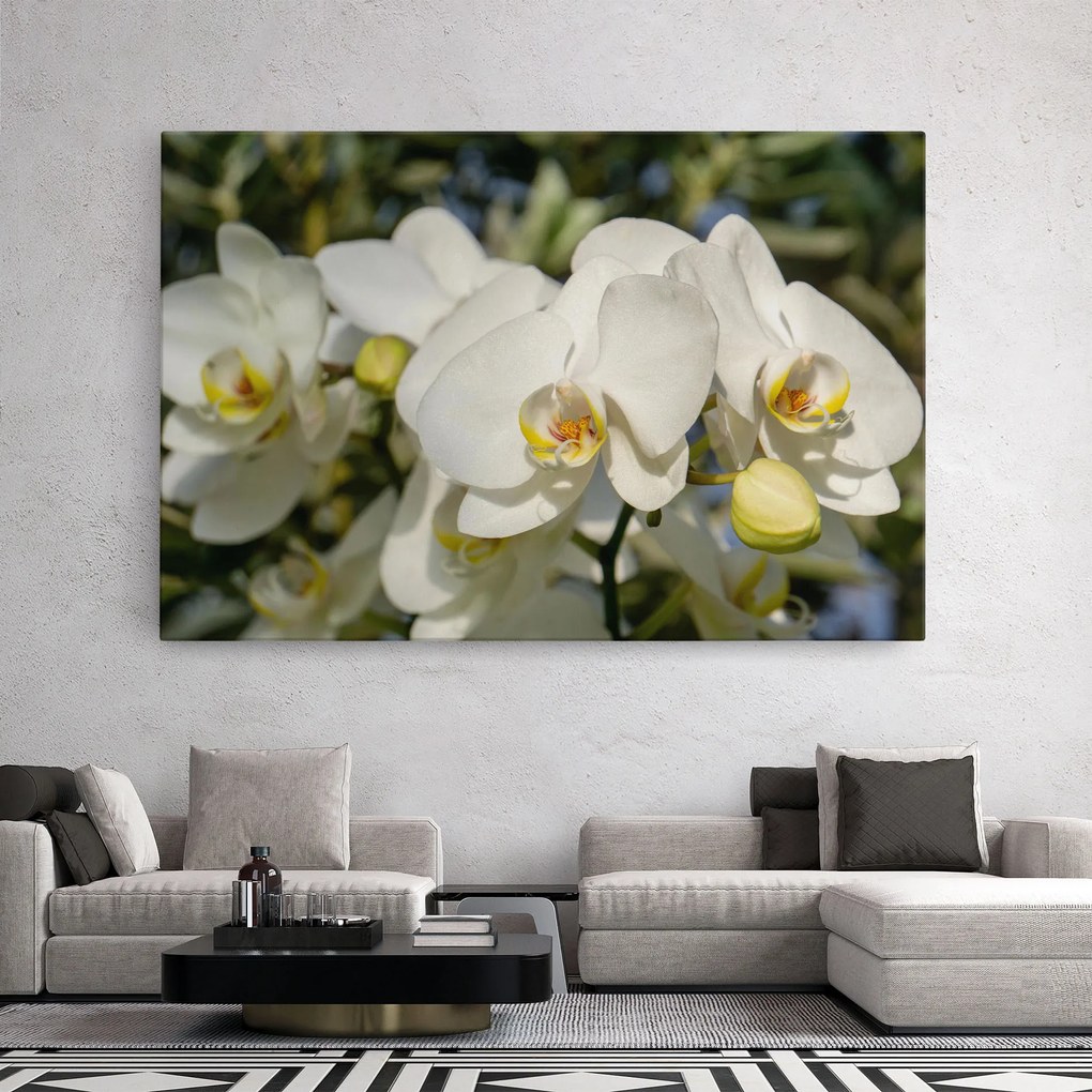 Tablou Canvas, 20x30cm, Dormitor si Living, Flori, Orhidee, Big Orchids In Nature