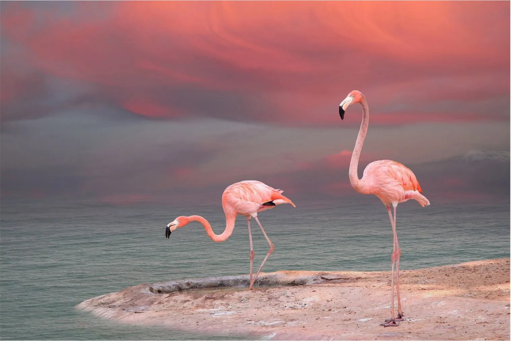 Tablou - Flamingo (90x60 cm)
