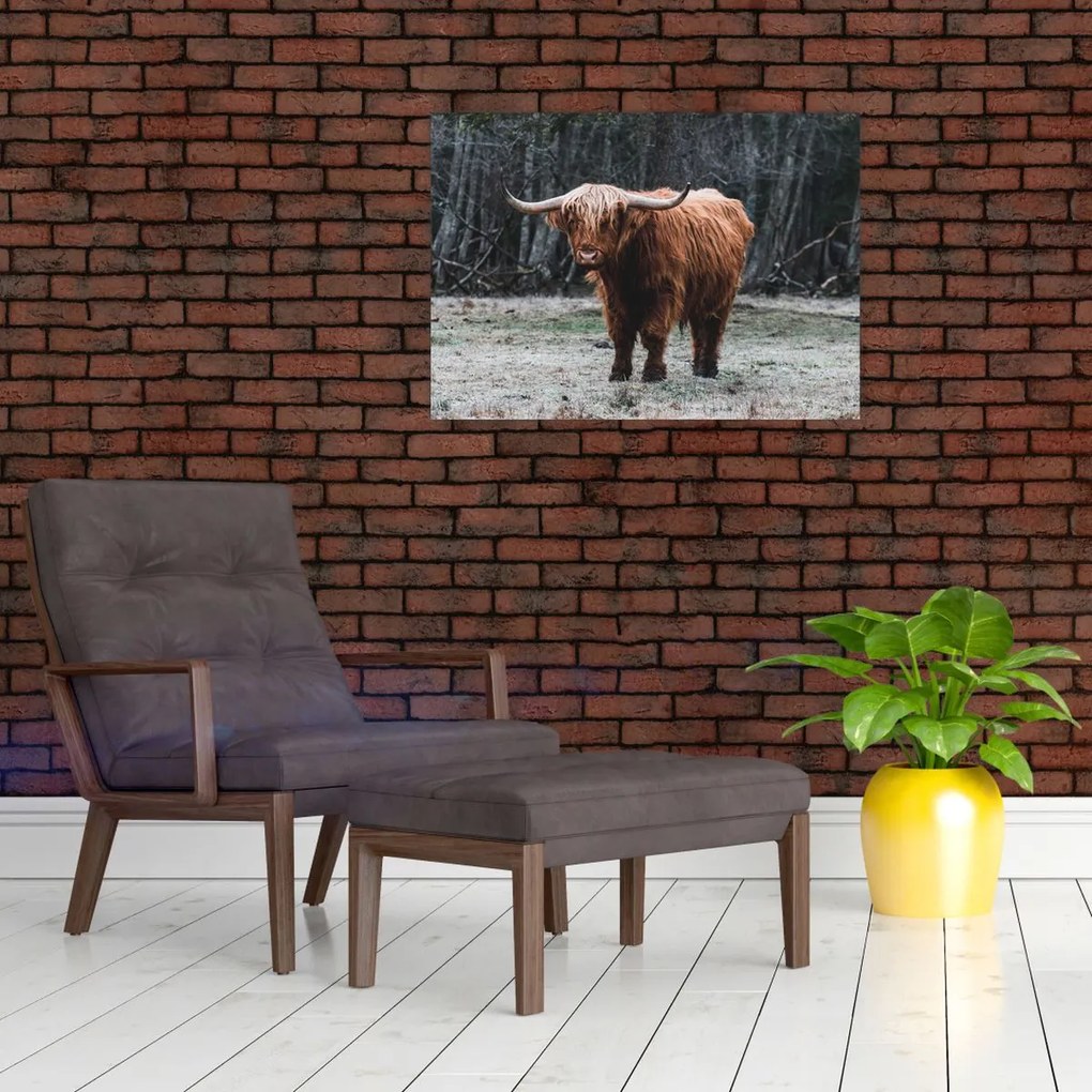 Tablou - Vacă scoțiană 2 (70x50 cm)