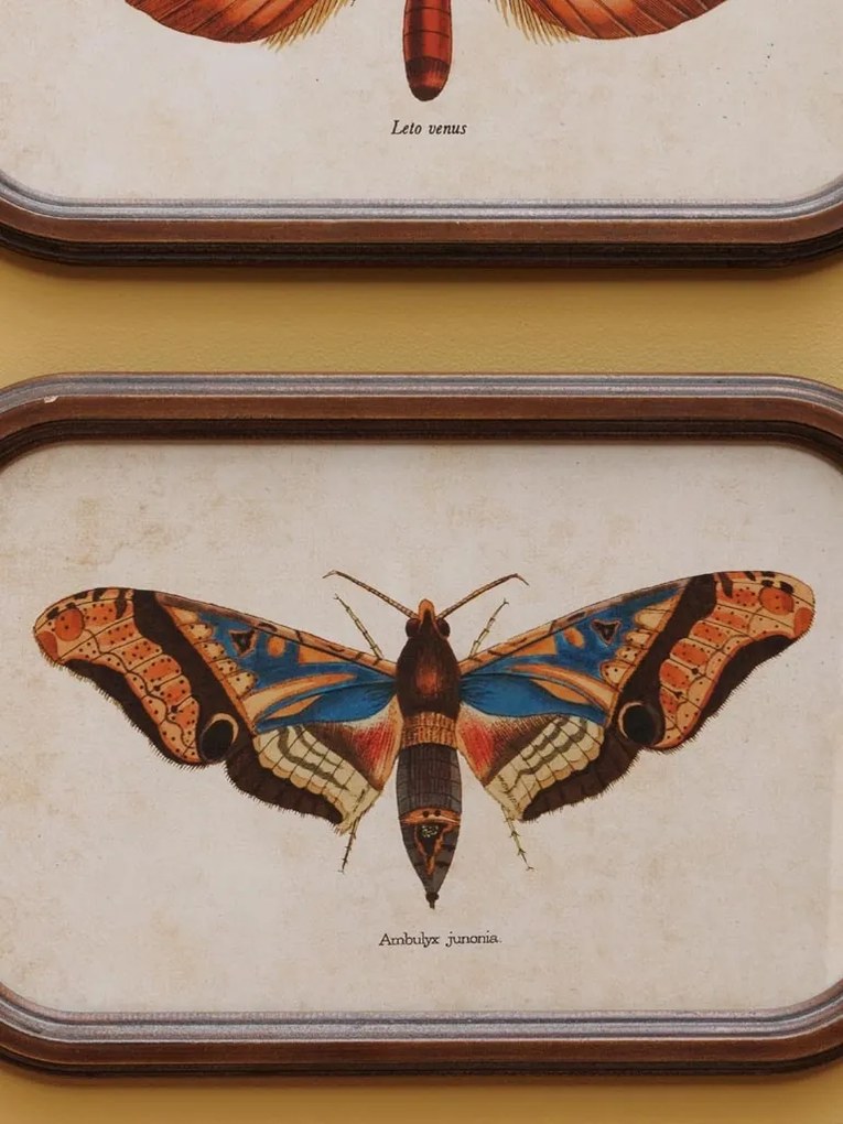 Set 2 tablouri cu fluturi, cu rama din lemn, Butterfly