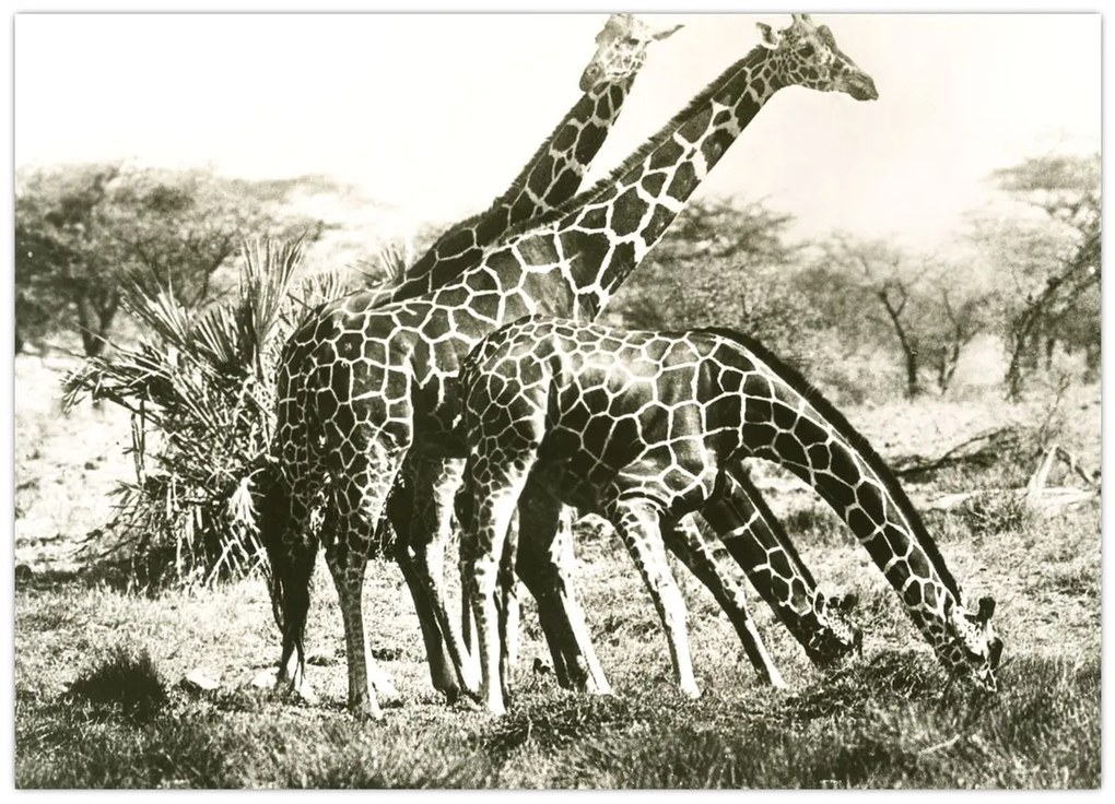 Tablou pe sticlă - Girafe, de epocă (70x50 cm)