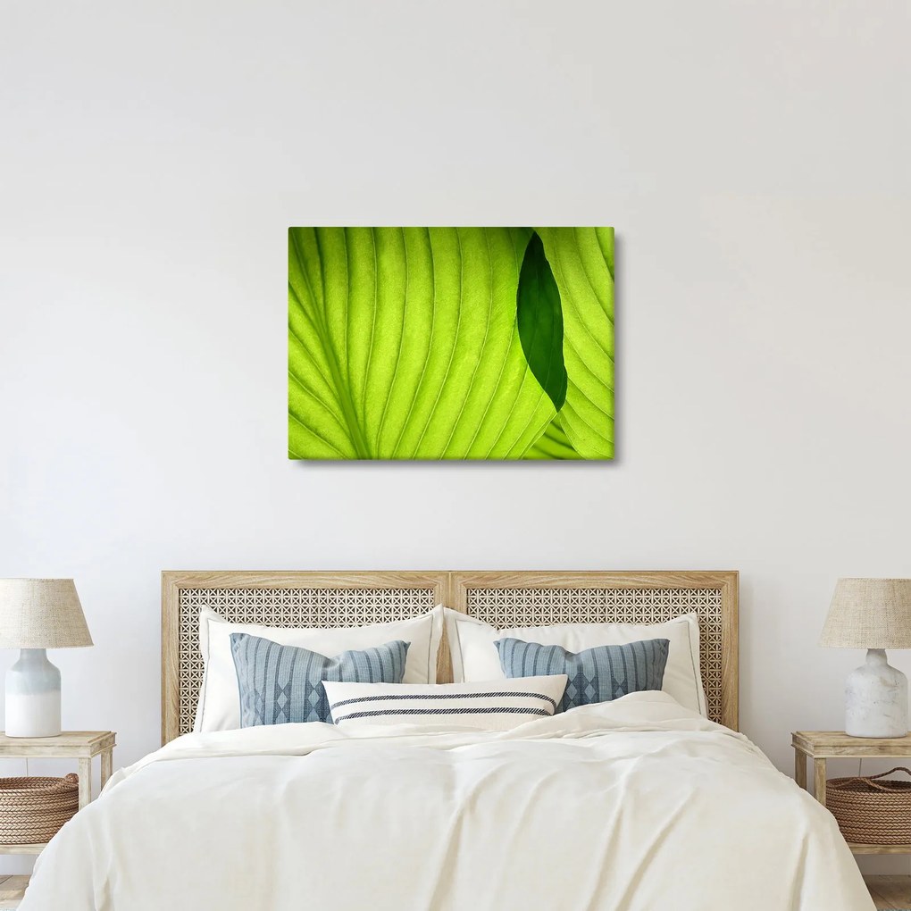 Tablou - Detaliu de frunză verde (70x50 cm)