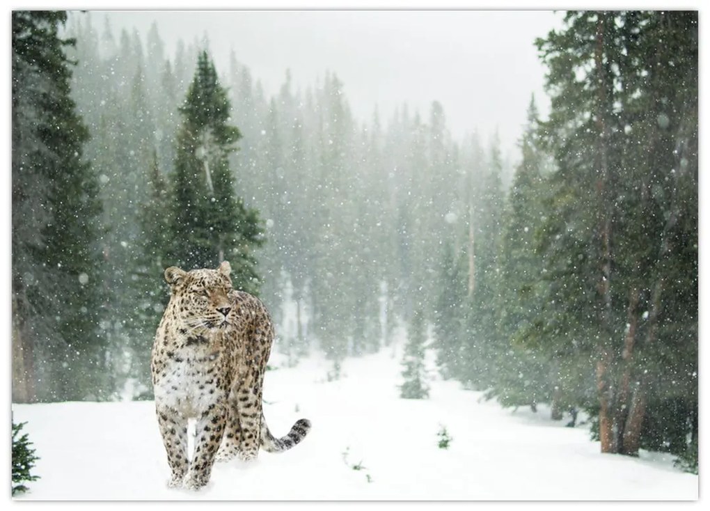Tablou cu leopard în zăpadă (70x50 cm)