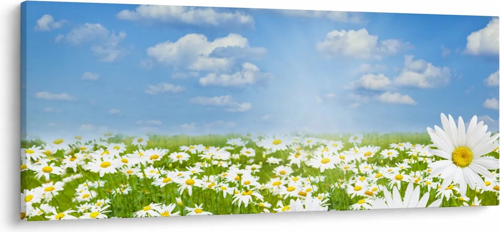Tablou cu luncă înflorită cu margarete (120x50 cm)