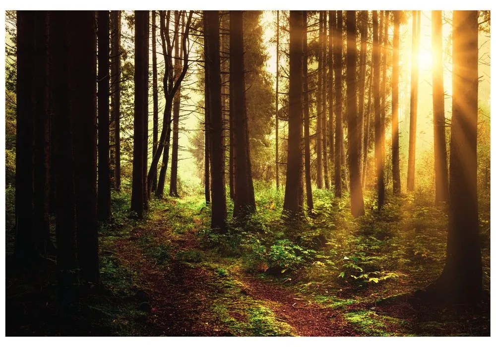 Fototapet pădure luminată de soare