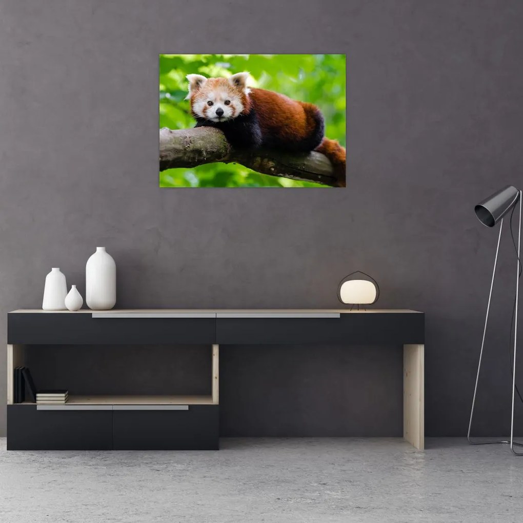 Tablou pe sticlă cu panda roșie (70x50 cm)