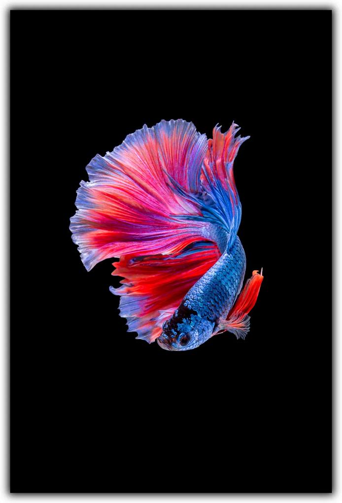 Tablou modern pe panou - colorful betta fish