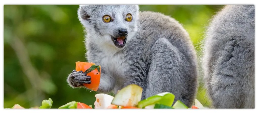 Tablou cu lemur (120x50 cm)