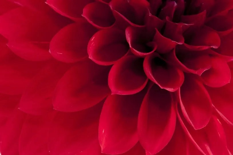 Fototapet, Dahlia, Rebel Walls