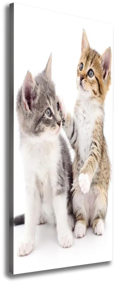 Tablouri tipărite pe pânză Două pisici de talie mică