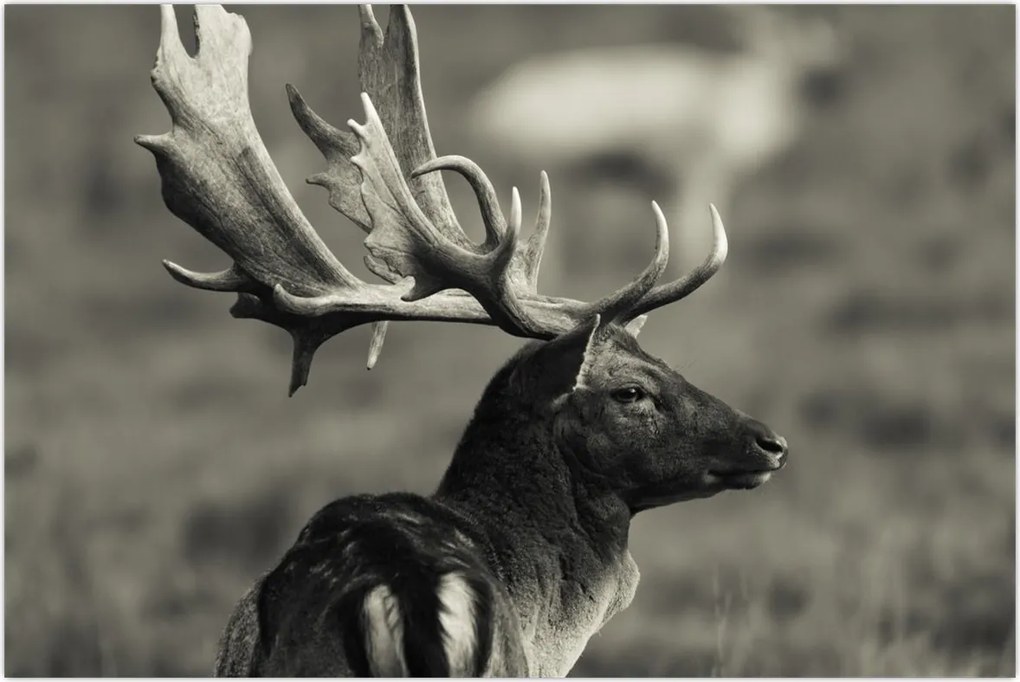 Tablou - Cerb (90x60 cm)