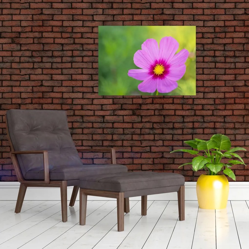 Tablou - floare de câmp (70x50 cm)