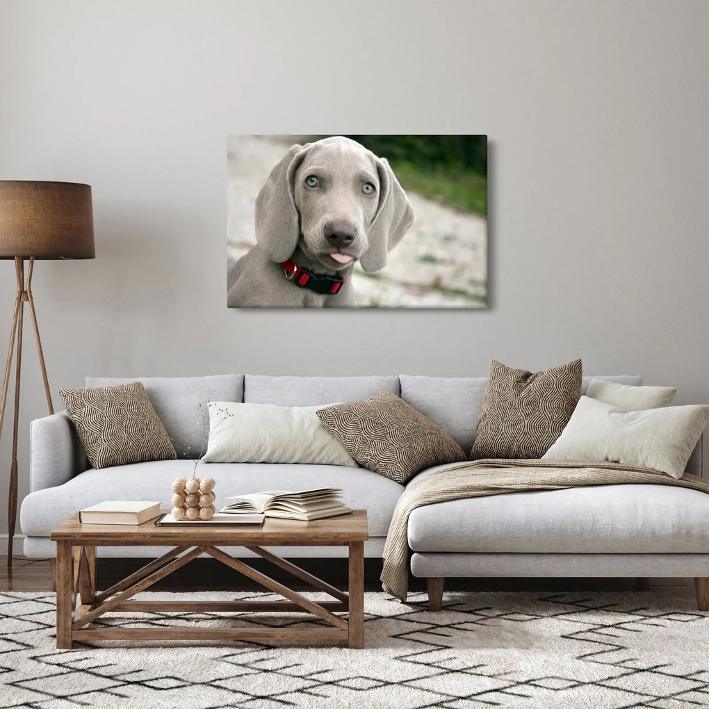 Tablou - cățeluș weimaraner (90x60 cm)