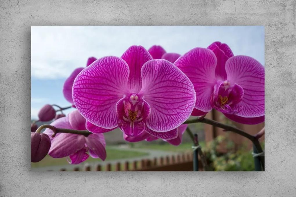 Tablouri Canvas Flori - Orhidee inflorite