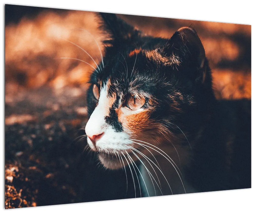Tablou - Privirea pisicii (90x60 cm)
