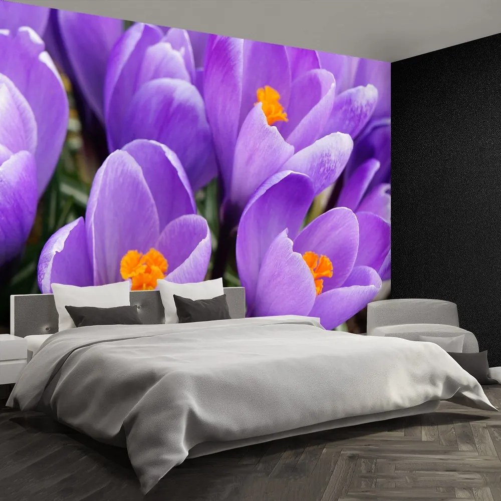 Fototapet Purple Crocuses
