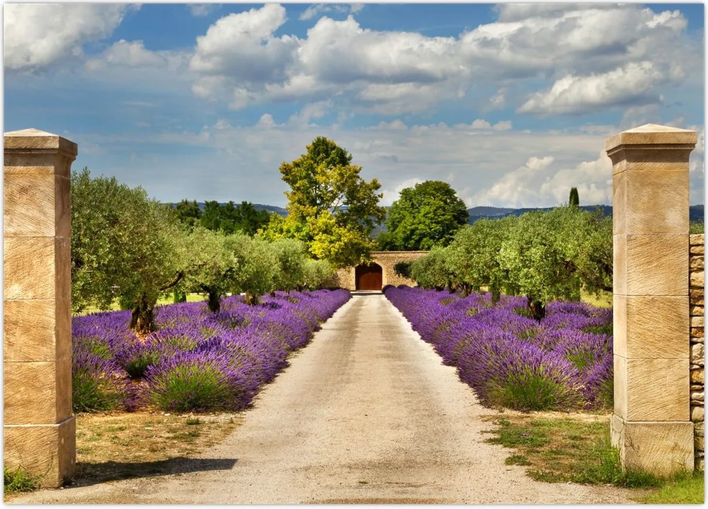 Tablou - Căi de lavandă (70x50 cm)