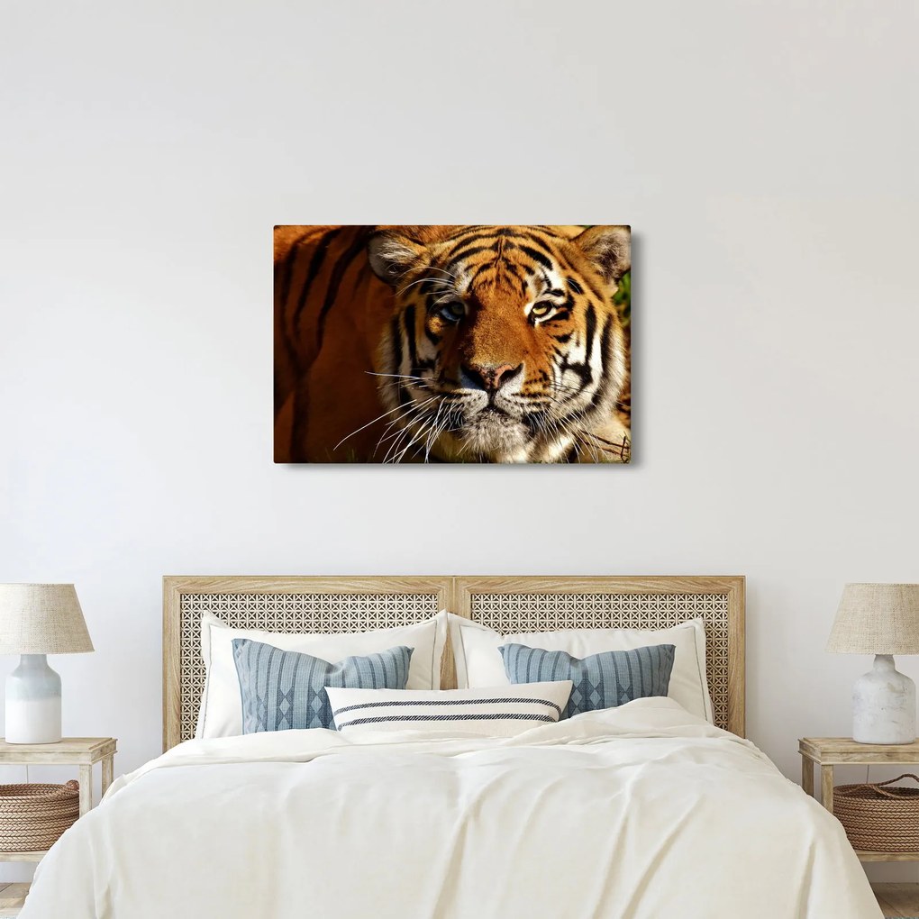 Tablou cu tigrul (90x60 cm)