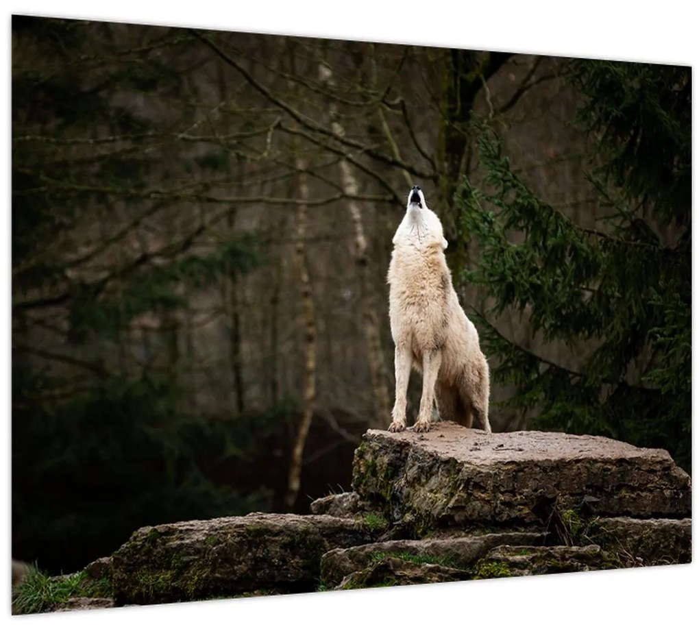 Tablou - Urletul lupului (70x50 cm)