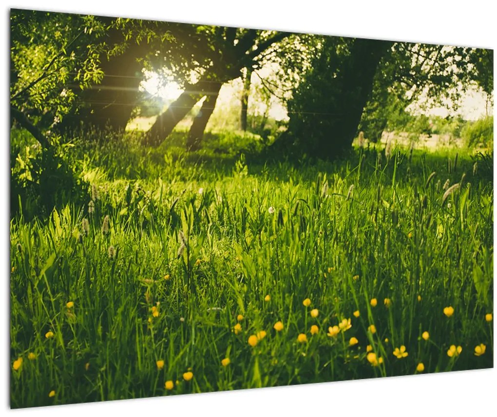 Tablou cu natura - lunca (90x60 cm)